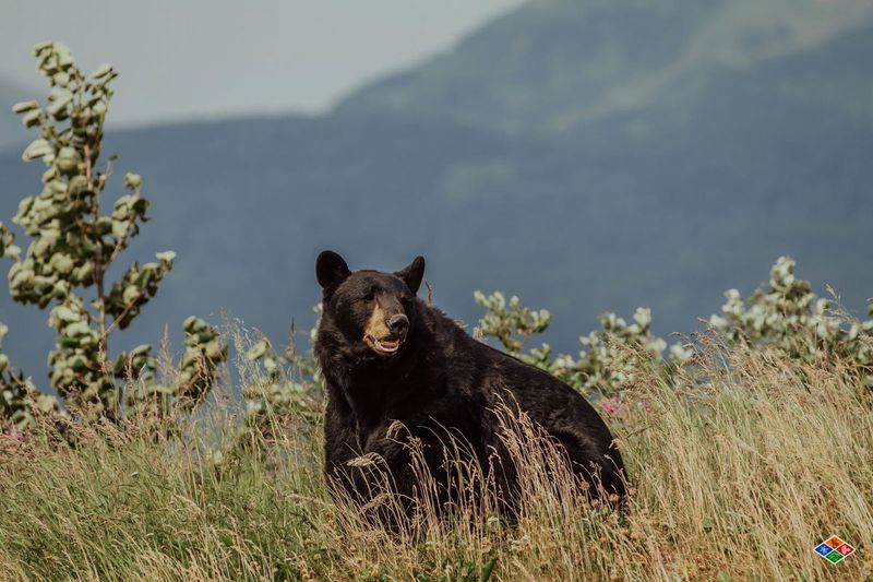 American Black Bear