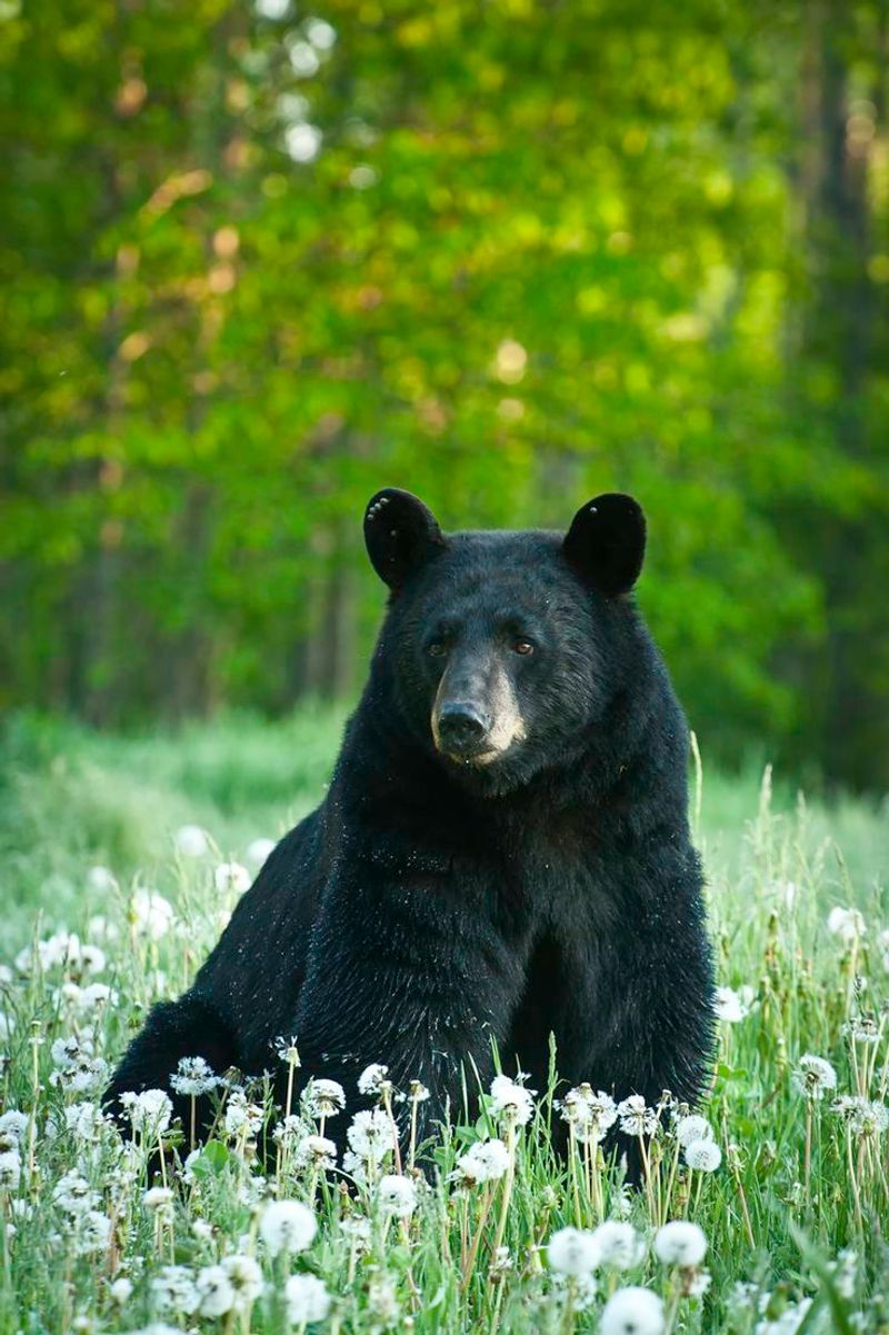 American Black Bear