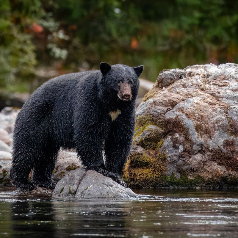 American Black Bear