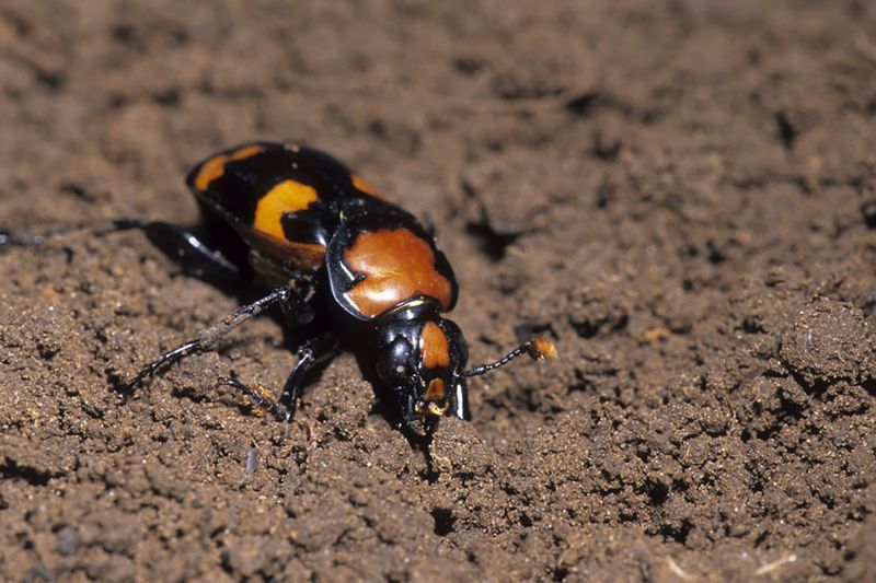 American Burying Beetle