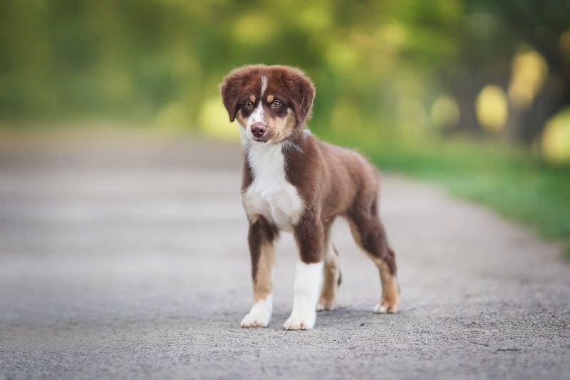 Miniature American Shepherd