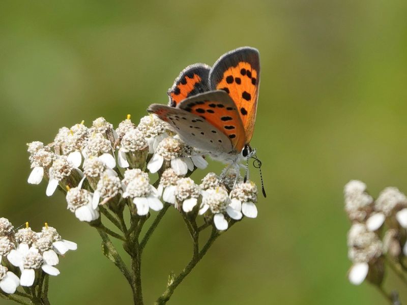 American Copper - New Hampshire