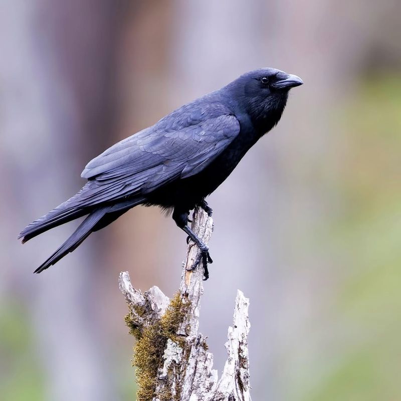 American Crow