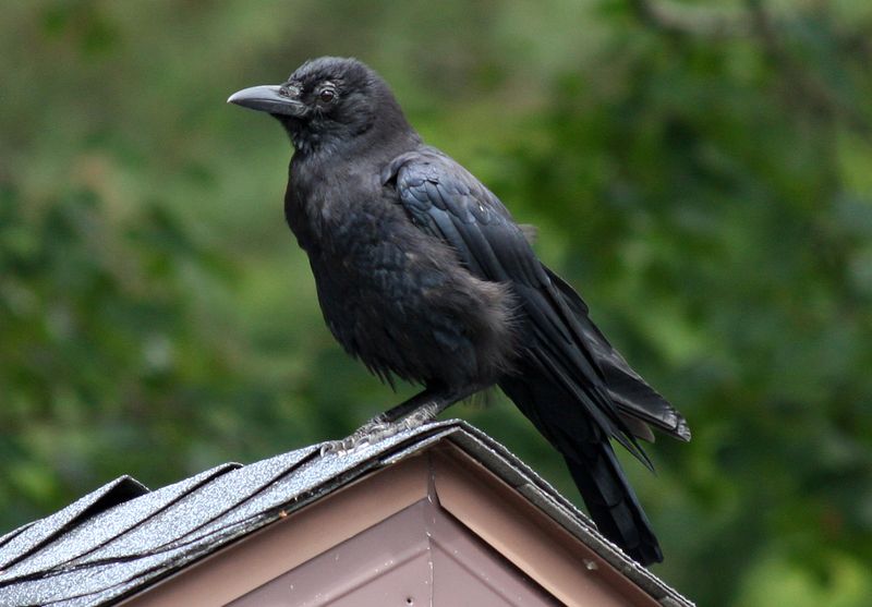 American Crow in Michigan