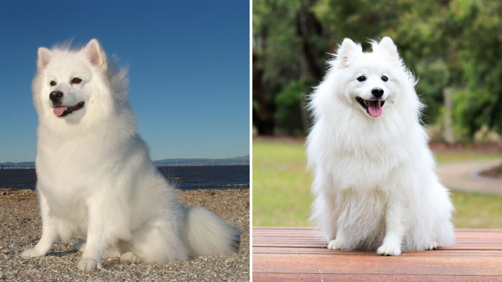 American Eskimo Dog – German Spitz