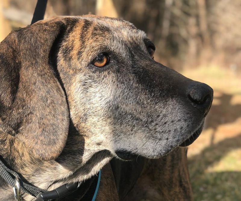 Plott Hound