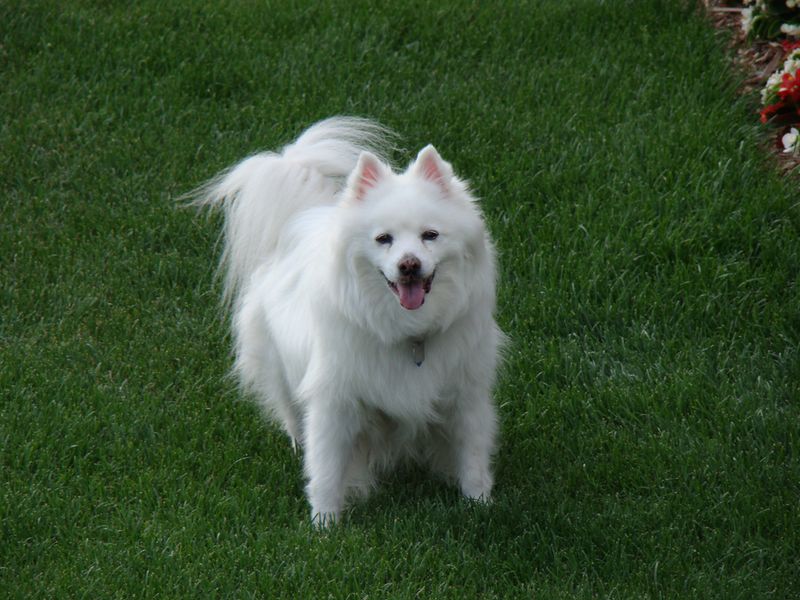 American Eskimo Dog