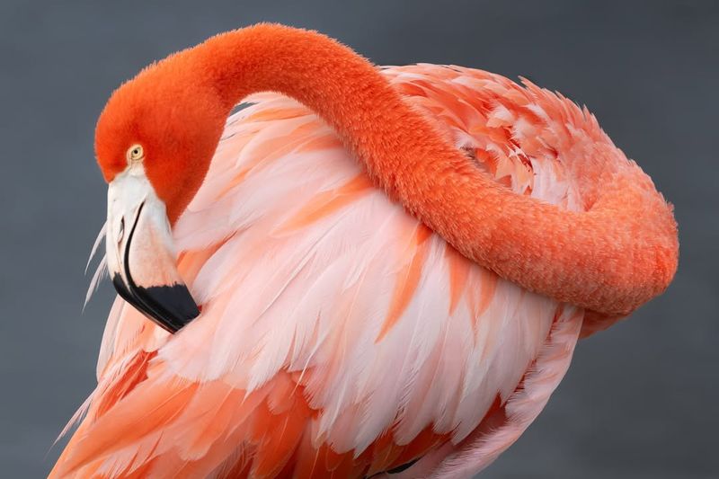 American Flamingo