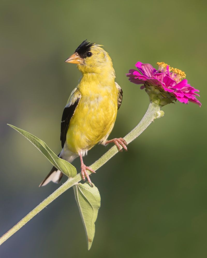 American Goldfinch