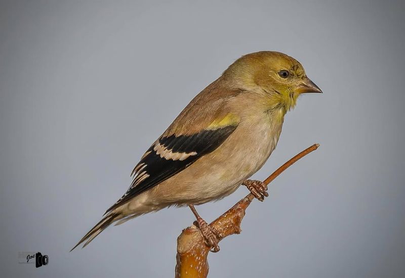 American Goldfinch