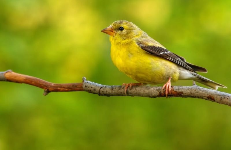 American Goldfinch