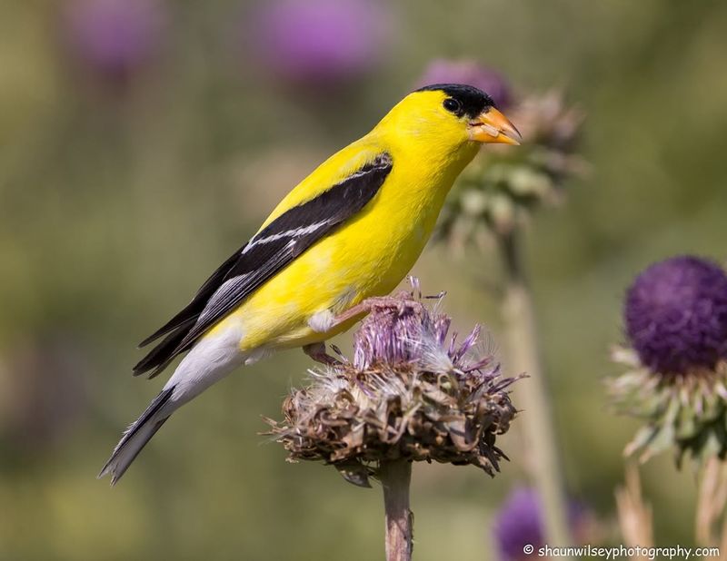 American Goldfinch