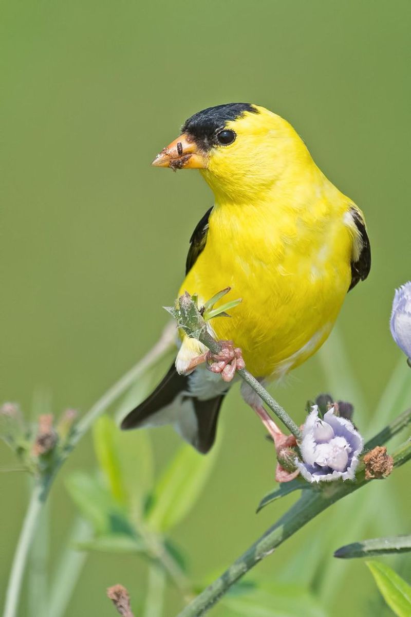 American Goldfinch