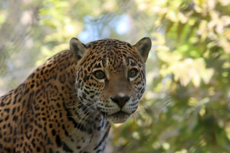 American Jaguar