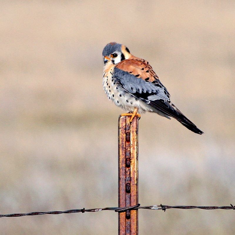 American Kestrel