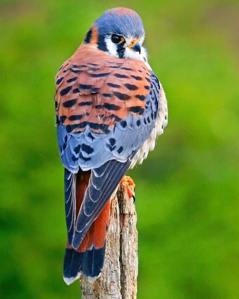 American Kestrel