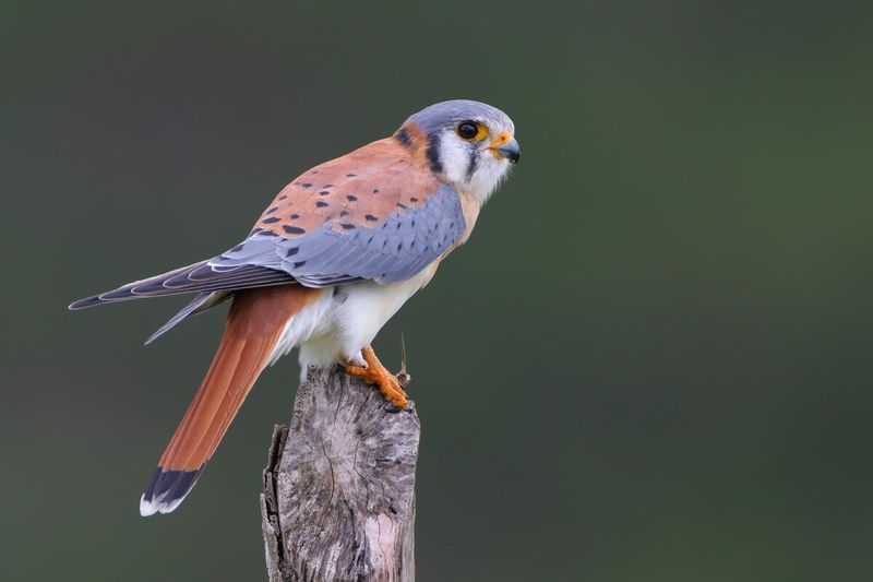 American Kestrel