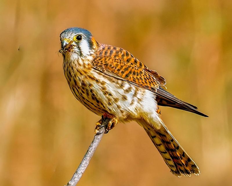 American Kestrel