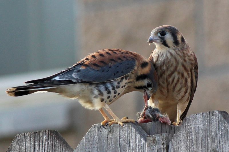 American Kestrel in Arkansas