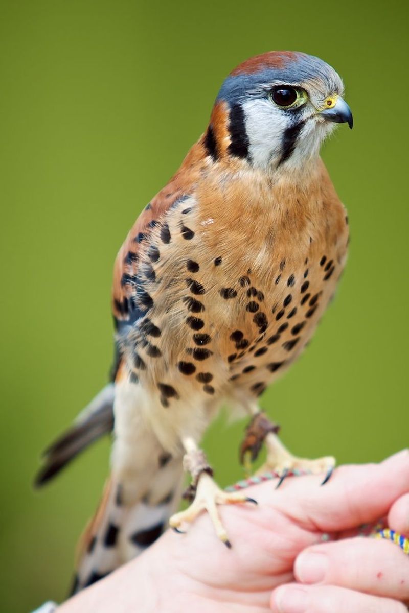 American Kestrel