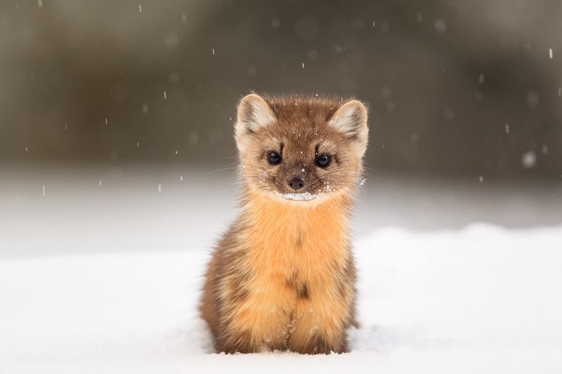 American Marten