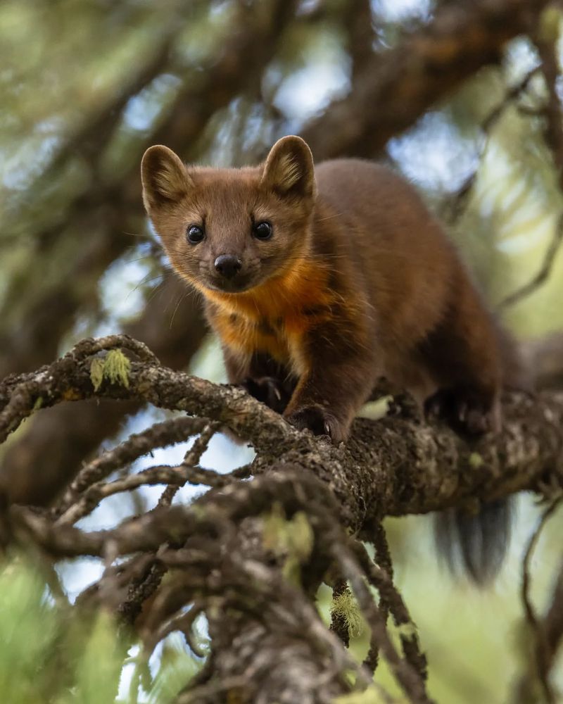 American Marten