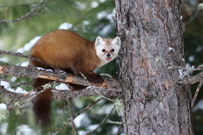 American Marten