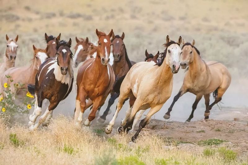 American Mustang