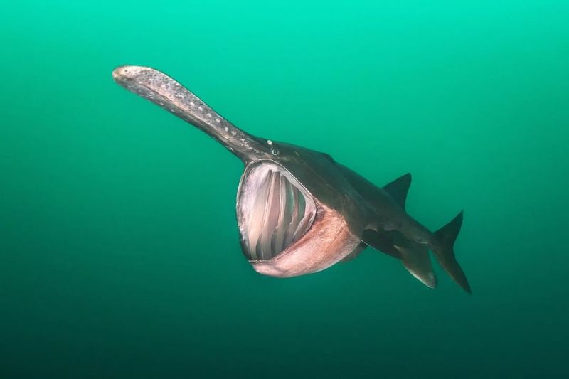 American Paddlefish