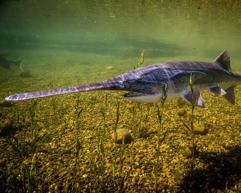 American Paddlefish