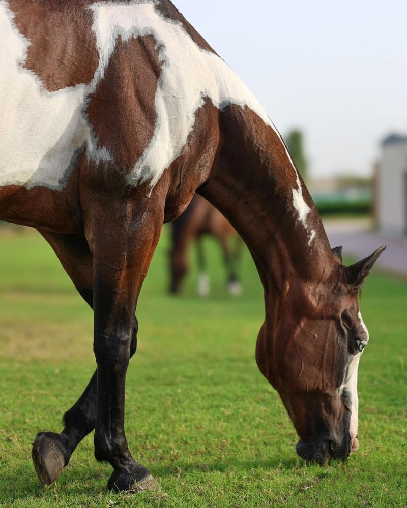 American Paint Horse