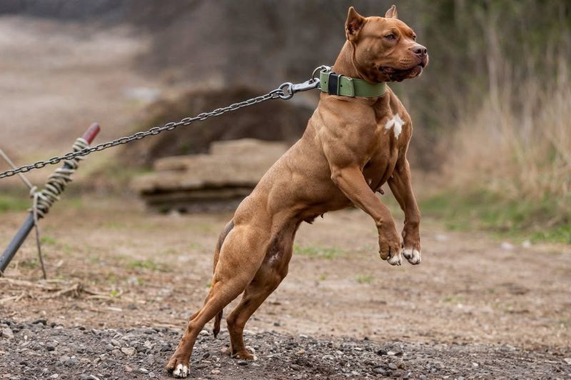 American Pit Bull Terrier