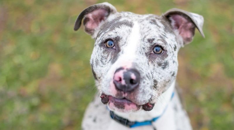 American Pit Bull Terrier