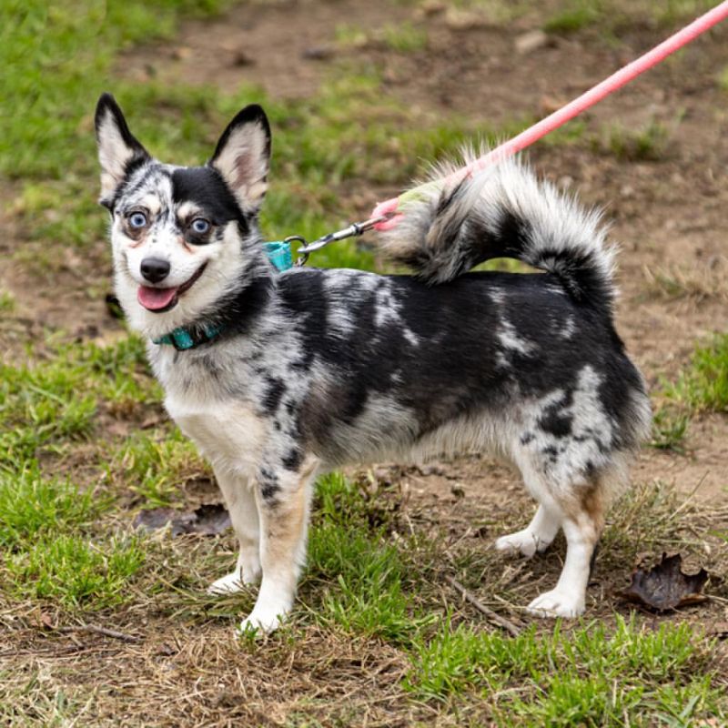 Alaskan Klee Kai