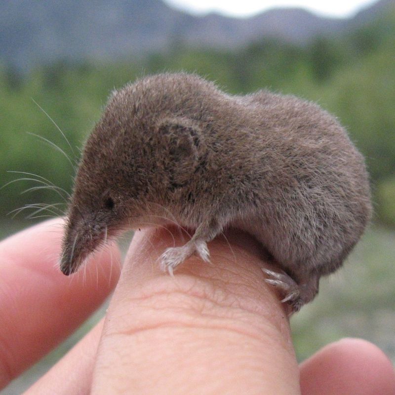 American Pygmy Shrew