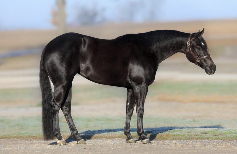 American Quarter Horse