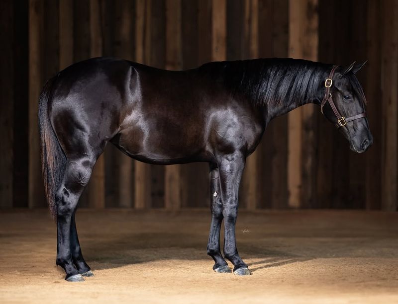 American Quarter Horse