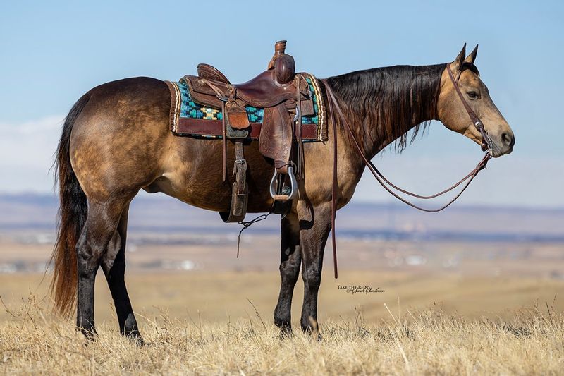 American Quarter Horse