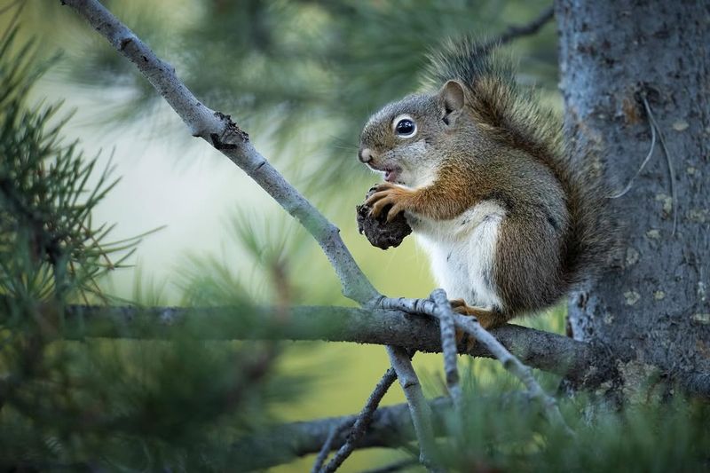 American Red Squirrel