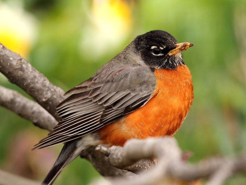 American Robin