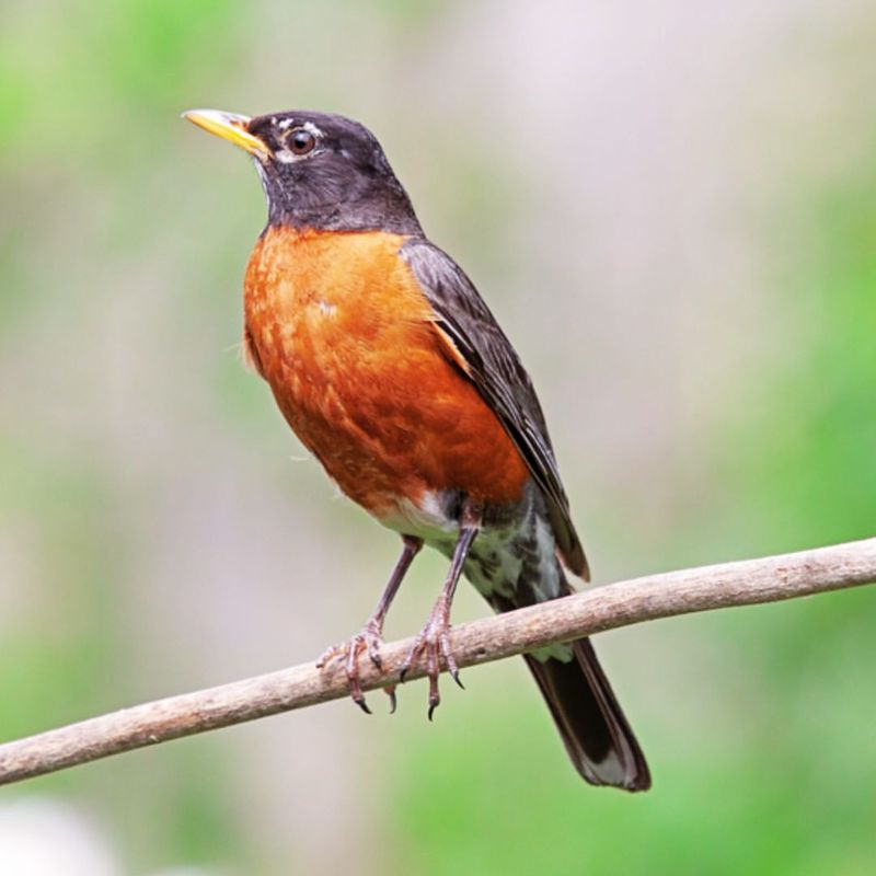 American Robin