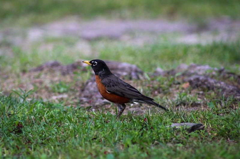 American Robin