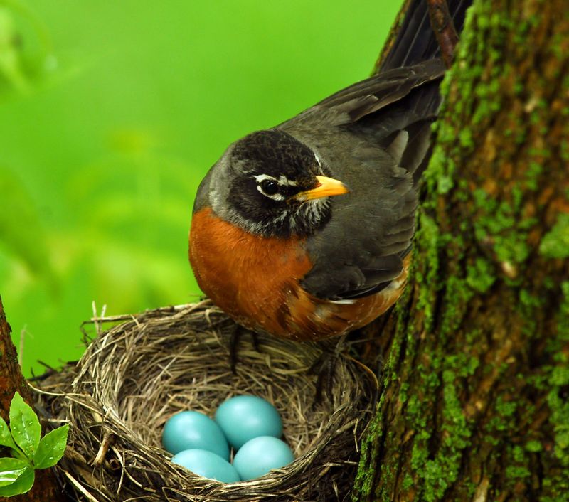 American Robin