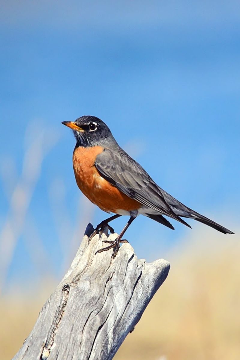 American Robin