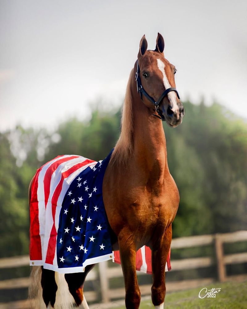 American Saddlebred