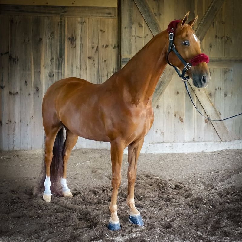 American Saddlebred