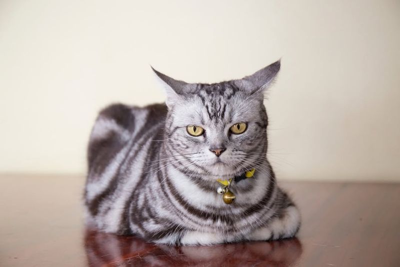 American Shorthair