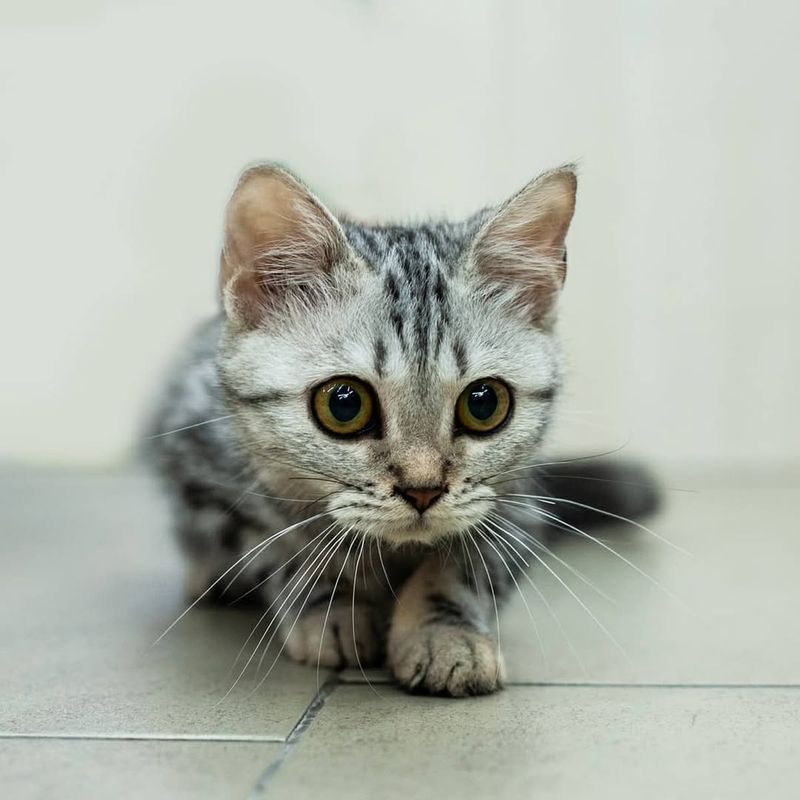 American Shorthair Kitten