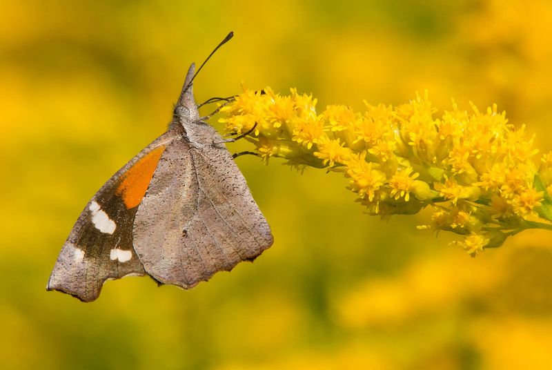 American Snout - Mississippi