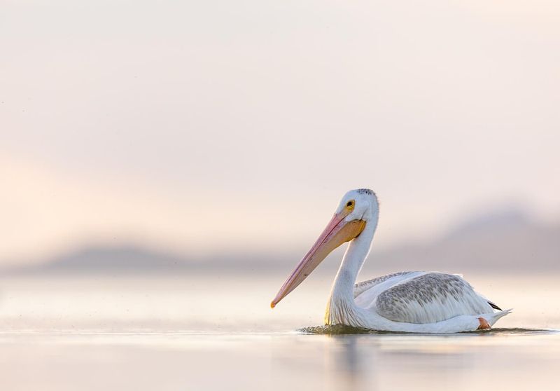 American White Pelican